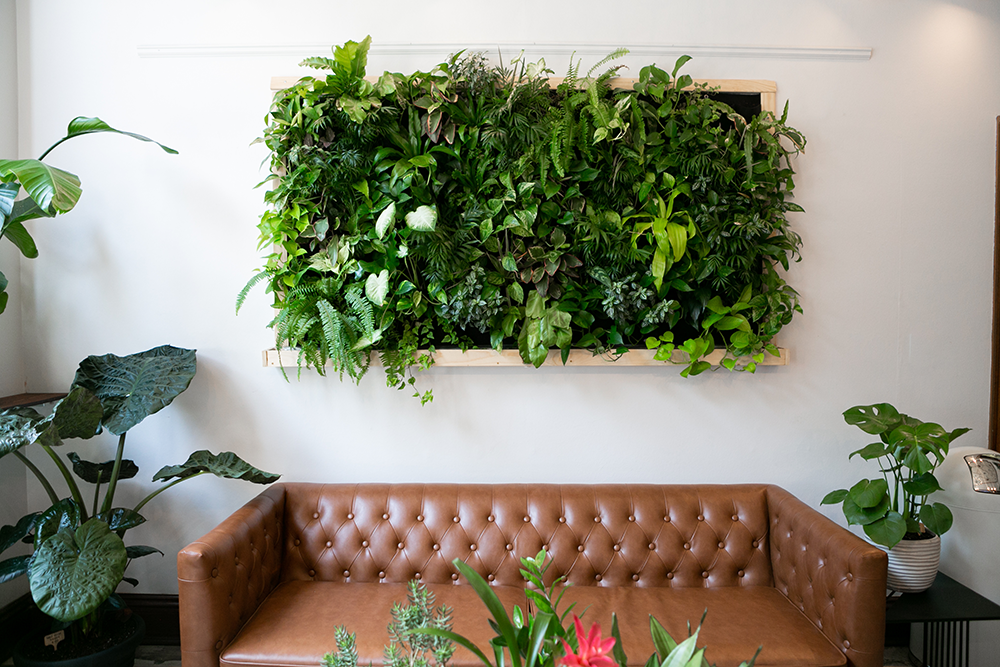 indoor plants, houseplants, plant wall, benefits of houseplants